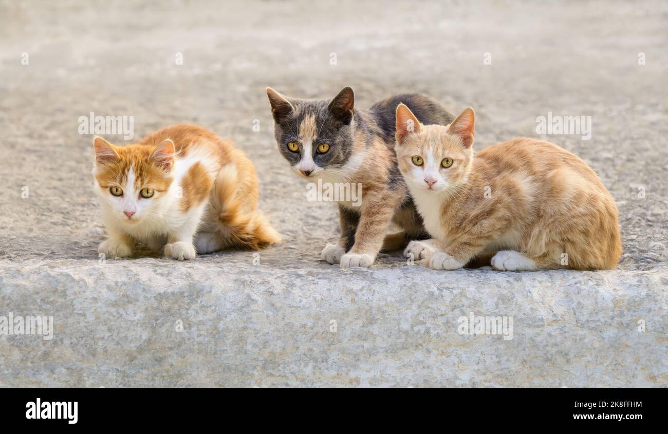 Drei niedliche junge Katzen Kätzchen, verschiedene Fellfarben, freundlich nebeneinander sitzend, Griechenland Stockfoto