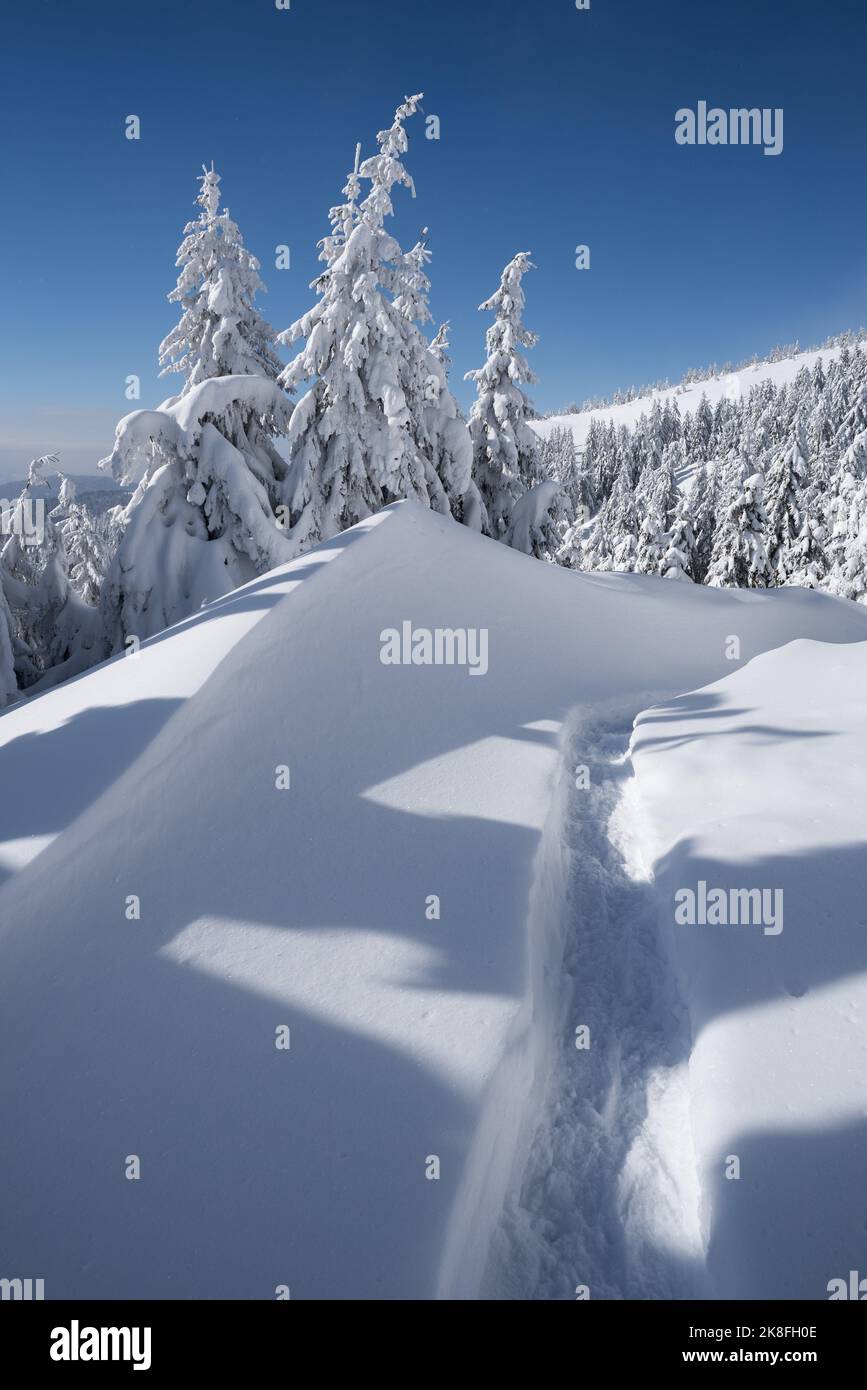 Winterlandschaft mit frisch gefallener Schneedecke im Fichtenbergwald mit Schneeverwehungen und Wanderwegen Stockfoto