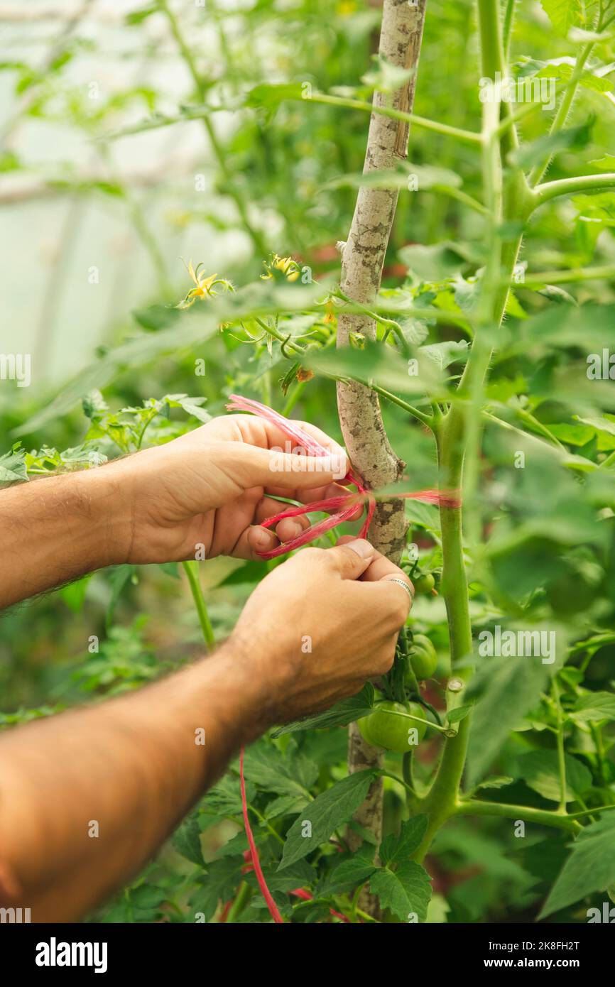 Hände von Landwirt binden rote Schnur, um Stamm im Gewächshaus Pflanzen Stockfoto