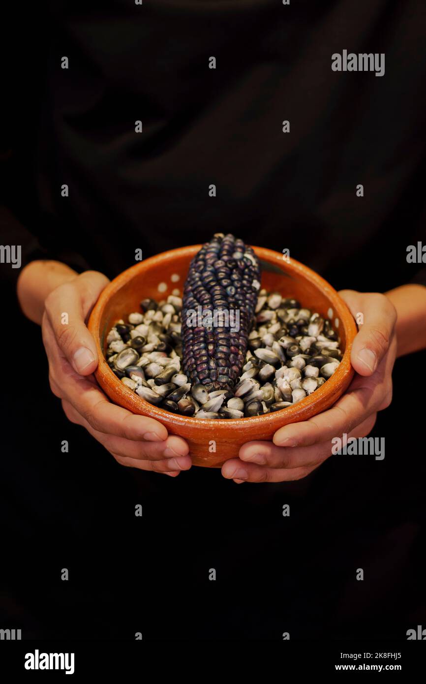 Hände einer Person, die eine Schüssel mit schwarzen mexikanischen Maiskörnern hält Stockfoto
