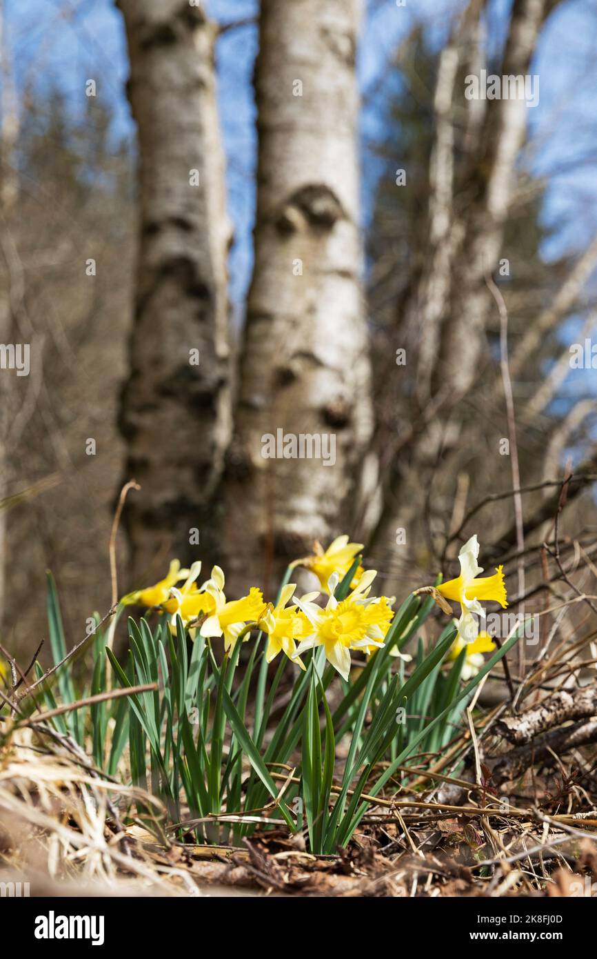 Wilde Narzissen blühen im Wald Stockfoto