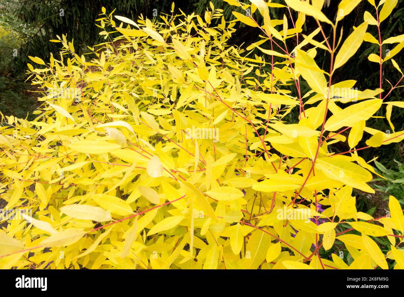 Gelbe Herbstpflanze, Apocynum cannabinum, Hanf Dogbane, Indischer Hanf, Oktober, Jahreszeit, Garten Stockfoto