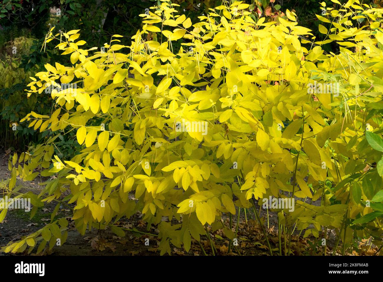 Gelb, Herbstliches, Farbe, Apocynum androsaemifolium, Herbst, Dogbane, Blätter, Verbreitung Dogbane Stockfoto