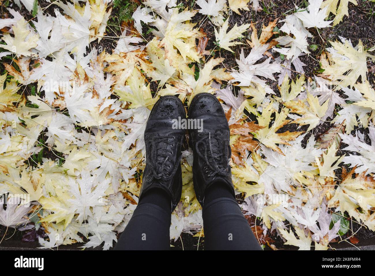 Beine einer Frau mit schwarzen Stiefeln auf Herbstblättern Stockfoto