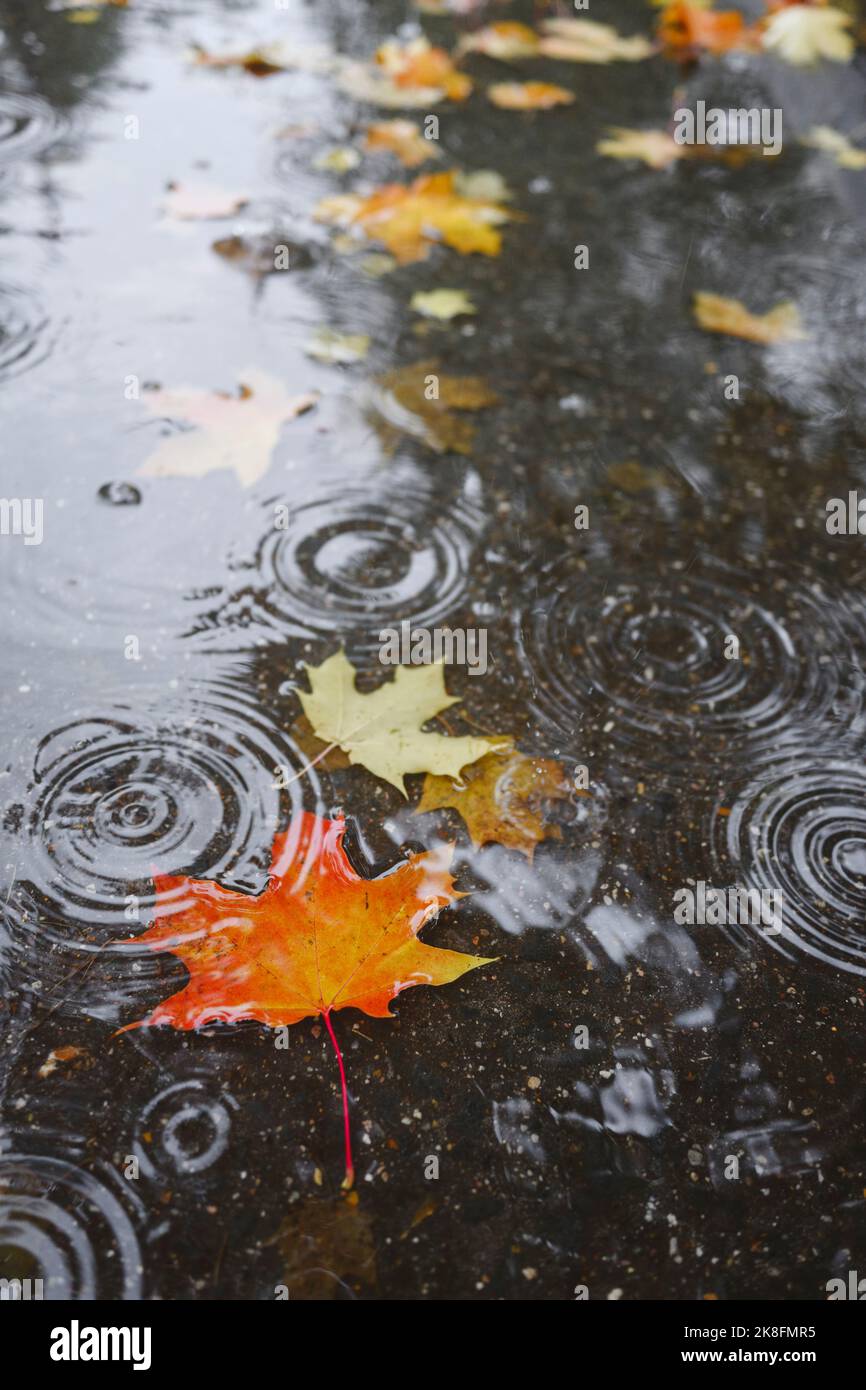 Der Herbst hinterlässt auf dem Wasser mit Tröpfchen Stockfoto