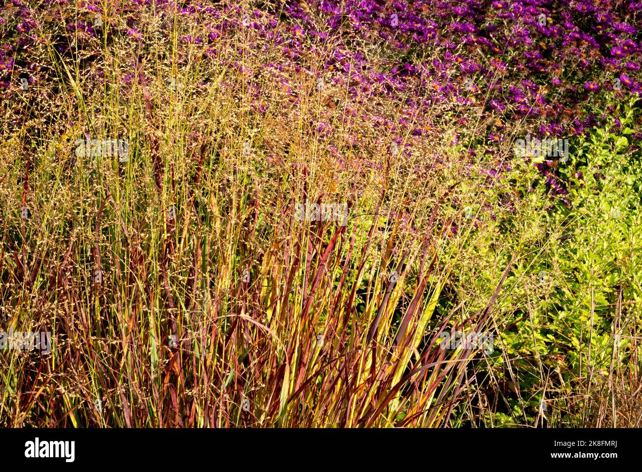 Switchgrass, Panicum virgatum „Red Metal“, Herbst, Garten, Gras, Herbst, Farbe, Asters Hintergrund Panicum Garten Stockfoto