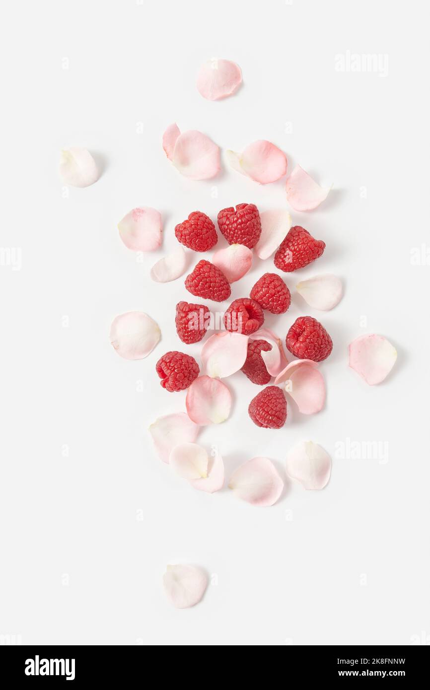 Frische Himbeeren und Rosenblätter vor weißem Hintergrund Stockfoto