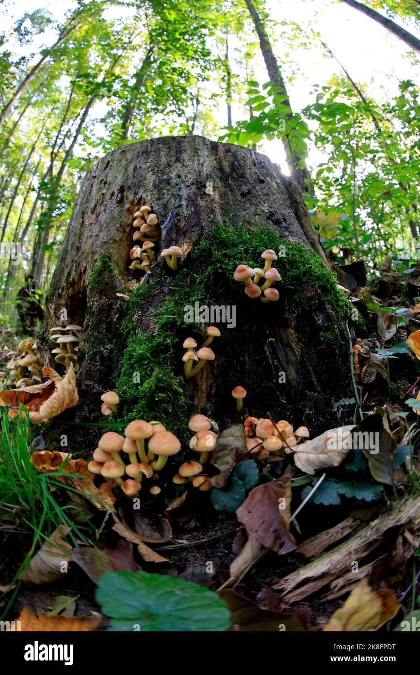 Waldbaumstumpf mit Pilzen bedeckt Stockfoto