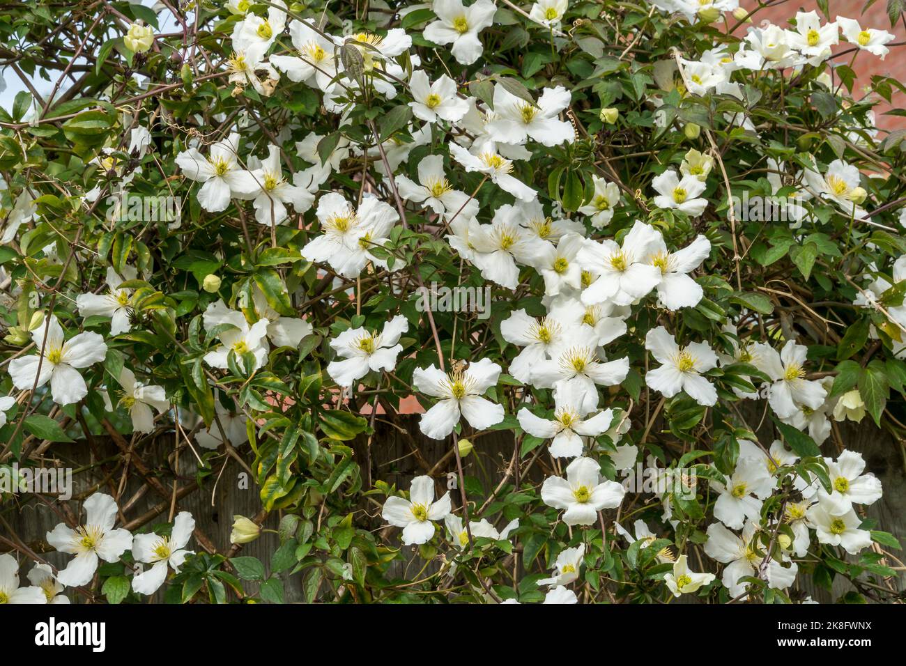 Clematis montana Kletterpflanze mit weißen Blüten Stockfoto