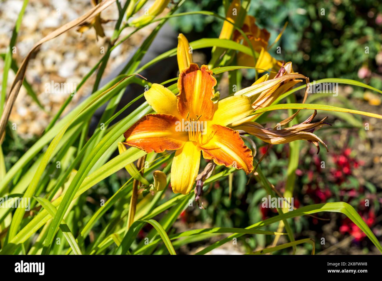Gelb und Orange Blume Stockfoto