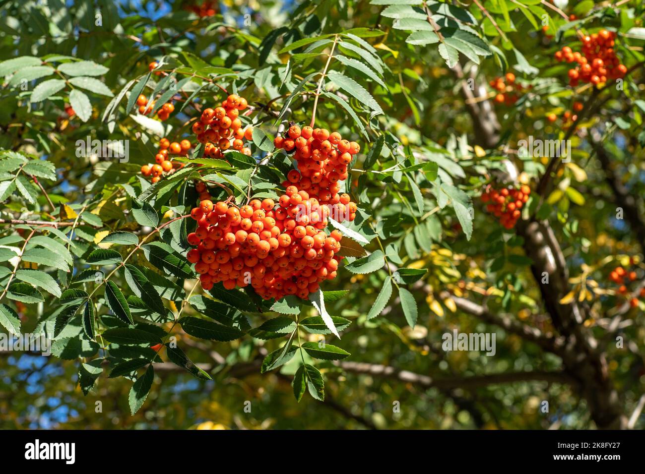 Vogelgruppen wiegen im Wind. An einem klaren, sonnigen Tag verzweigt sich der Rowan-Baum gegen den blauen Himmel. Natur. Ernte von roten und orangen Beeren. Heilpflanze. Bergasche - Europäische Sorbus aucuparia. Stockfoto