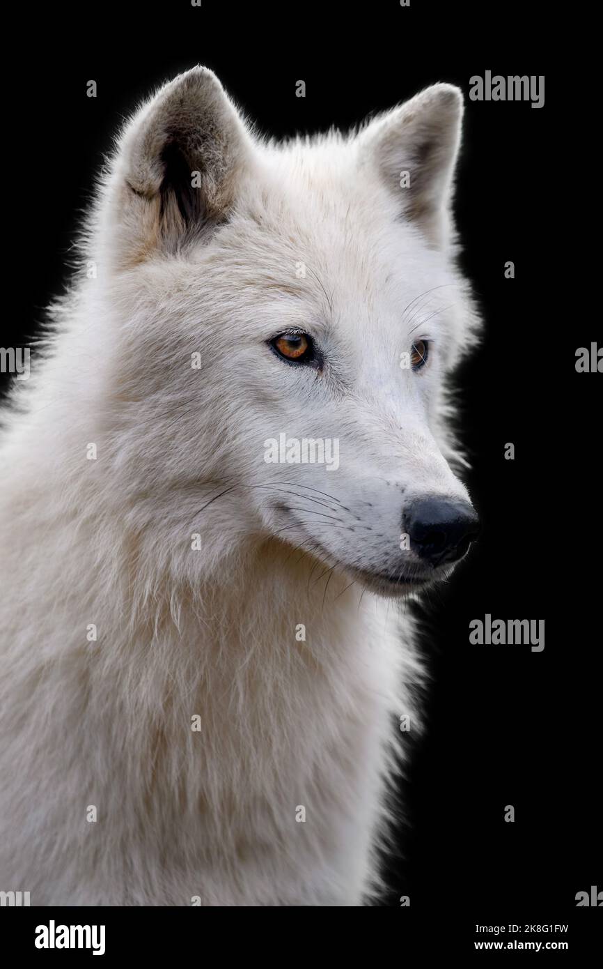 Nahaufnahme eines weißen arktischen Wolfes im Dunkeln. Gefahr Tier in der Natur Lebensraum Stockfoto