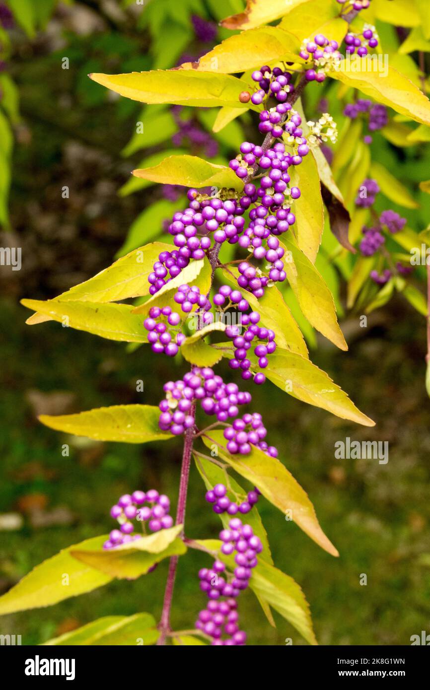 Lila Beeren, Herbst, Strauch, Callicarpa japonica Heavy Berry, Beautyberry, Herbstliches, Oktober Stockfoto