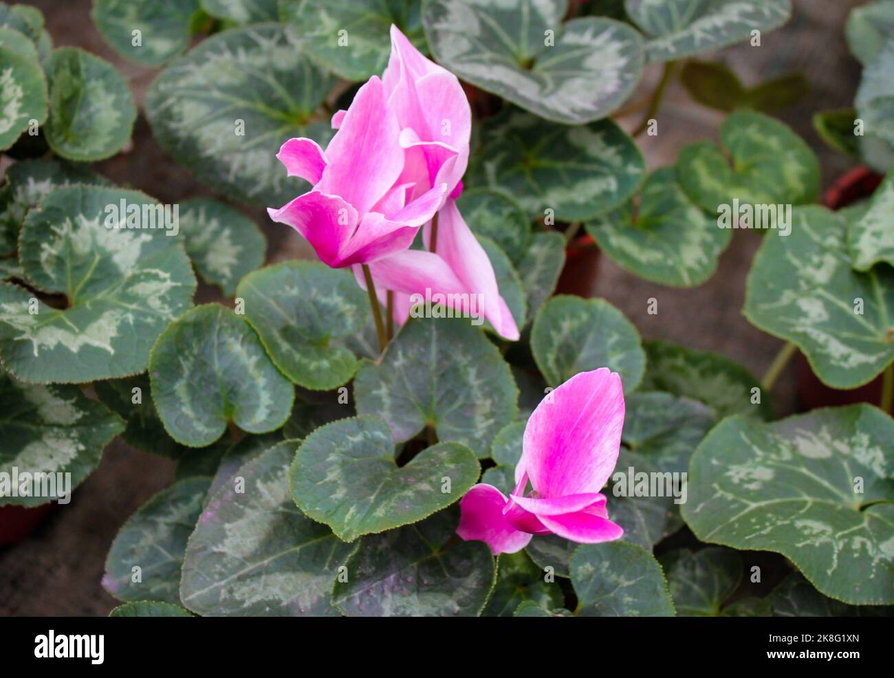 Zwei rosa Cyclamen-Blüten in Töpfen werden in einem Gewächshaus angebaut und verkauft. Stockfoto