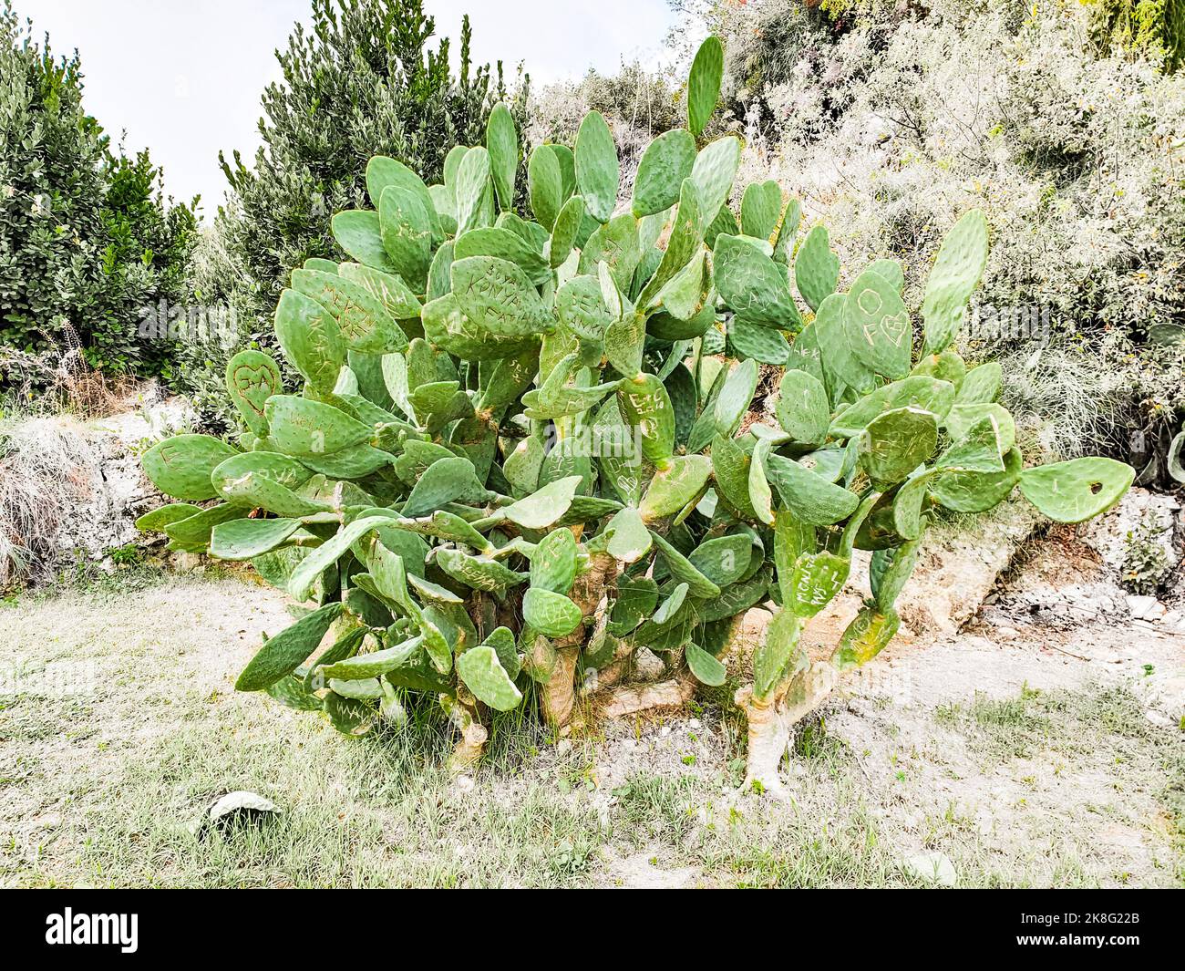 Ein riesiger Kaktus aus stacheliger Birne, der zwischen Bäumen wächst. Kaktusblätter werden durch Vandalzeichen entstellt. Stockfoto
