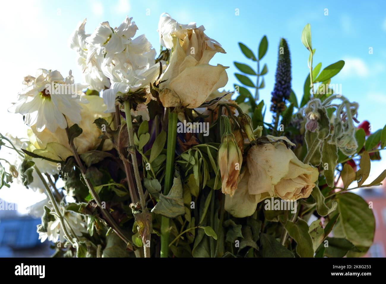 Nahaufnahme eines verwelkenden Straußes aus weißen Rosen und Chrysanthemen und Grüns. Das Konzept des Endes eines Urlaubs oder einer Beziehung. Selektiver Fokus Stockfoto