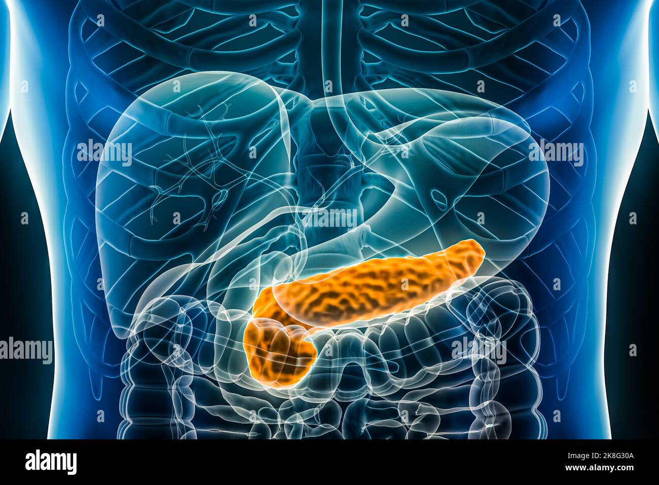 Pankreas 3D Rendering Illustration anterior oder Front view close-up. Organ des menschlichen Verdauungssystems. Anatomie, Medizin, Biologie, Wissenschaft, Gesundheit Stockfoto