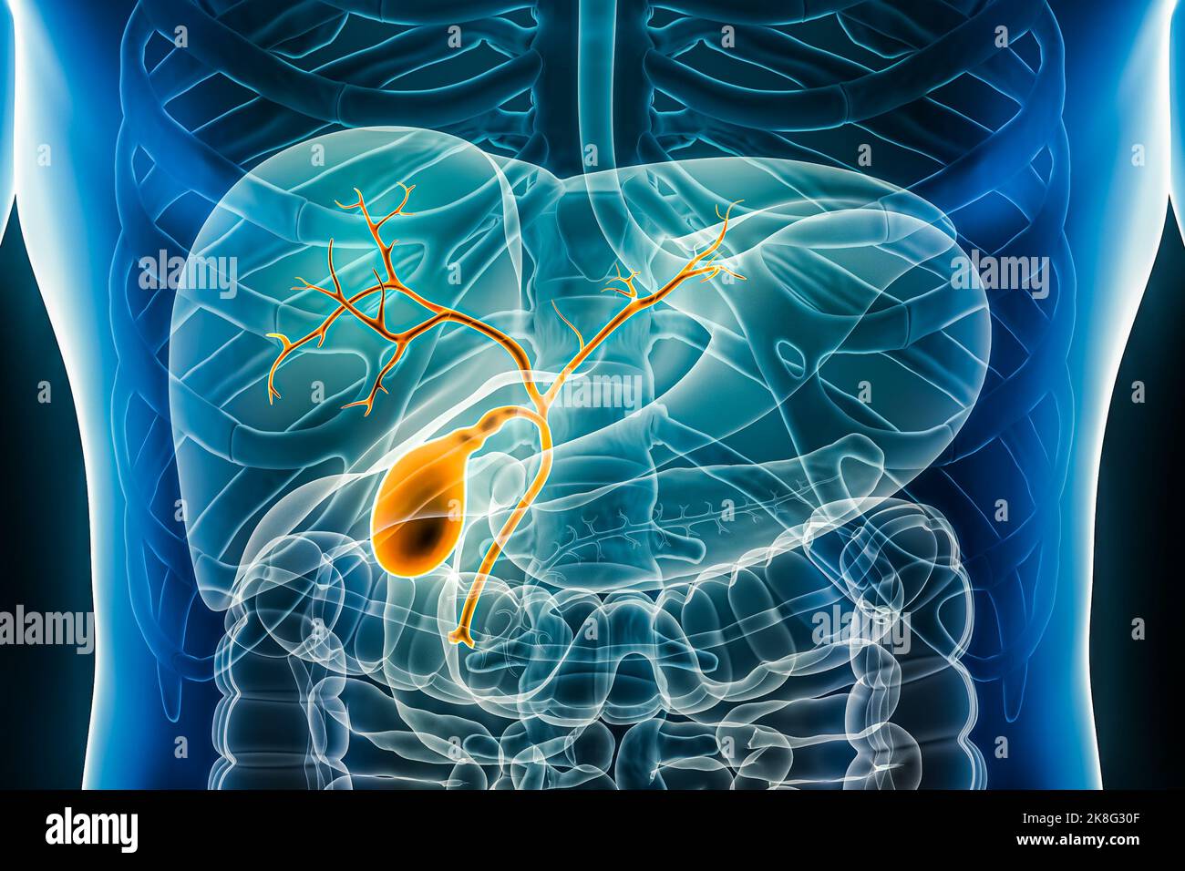 Gallenblase mit Gallengang und Gallenbaum 3D Darstellung der vorderen oder vorderen Ansicht Nahaufnahme. Organ des menschlichen Verdauungssystems. Anatomie, m Stockfoto