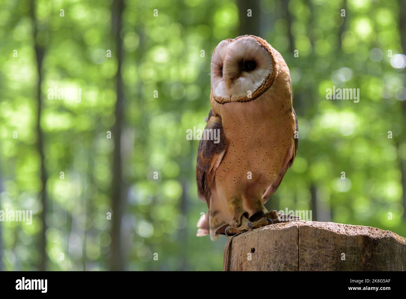 Stalleule (Tyto alba), die am weitesten verbreitete Eulenart der Welt, die auf einem Baumstamm sitzt Stockfoto