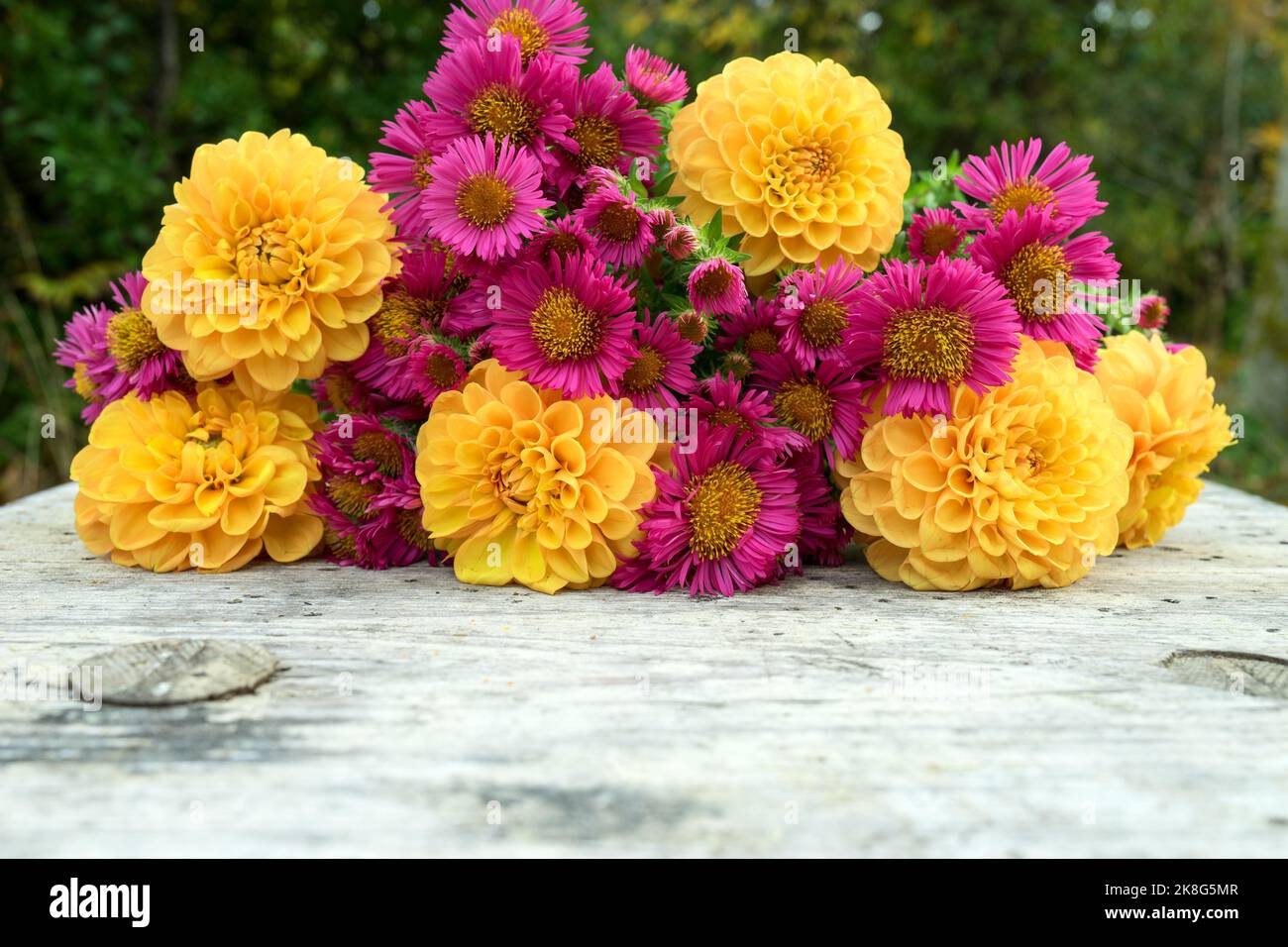 Ein Strauß Herbstblumen mit gelben Dahlien und rosa Astern liegt auf einem Holztisch Stockfoto