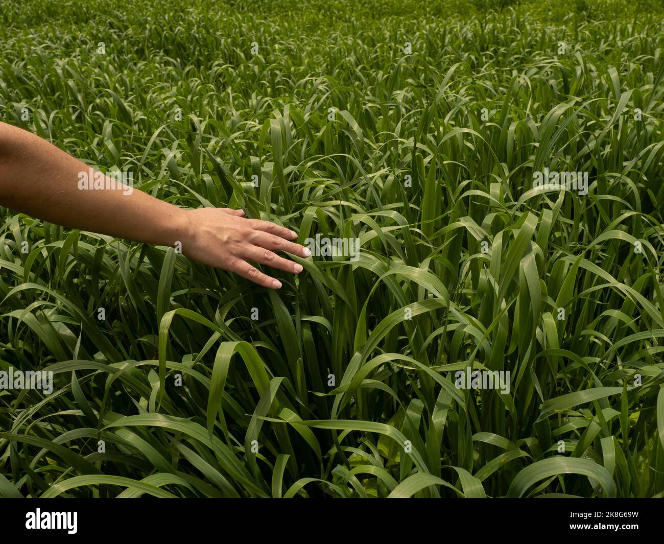 Frau, die die Pflanzen berührt, während sie auf dem Feld geht. Tranquility-Konzept. Stockfoto