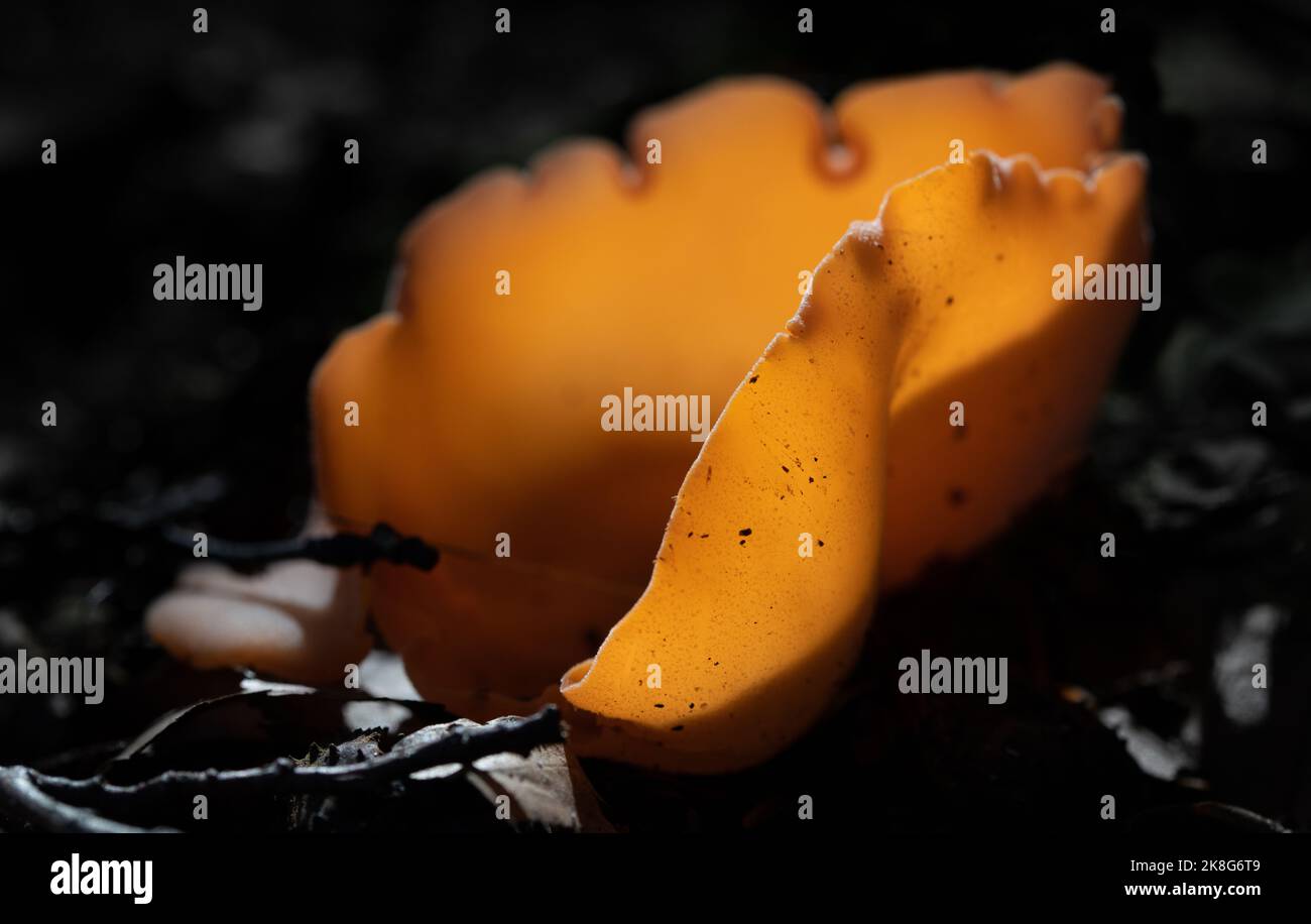 Nahaufnahme eines Pilzes im Wald. Der Pilz ist orange und hat die Form einer Schale. Sie wächst auf dem feuchten dunklen Boden. Die Sonne scheint durch das dünne W Stockfoto