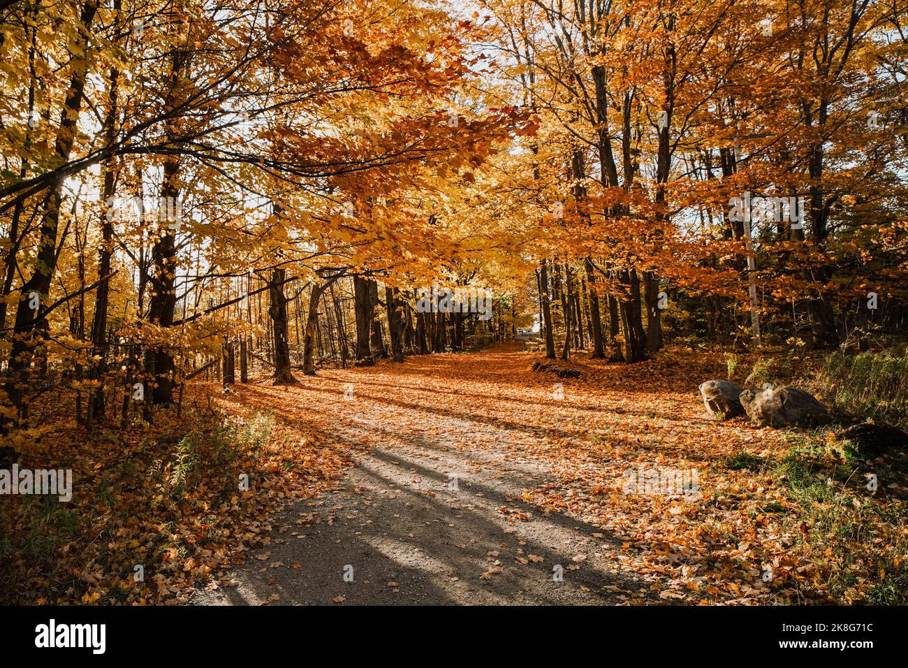 Die Sonne schrumpft durch goldfarbene Baumblätter während der Herbstsaison in einem Wald Stockfoto
