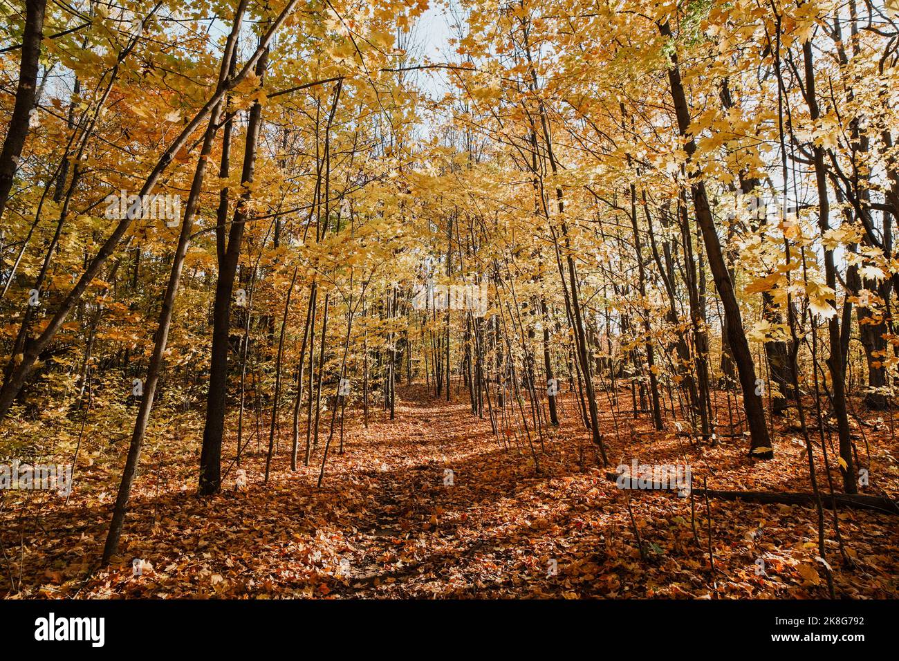 Die Sonne schrumpft durch goldfarbene Baumblätter während der Herbstsaison in einem Wald Stockfoto