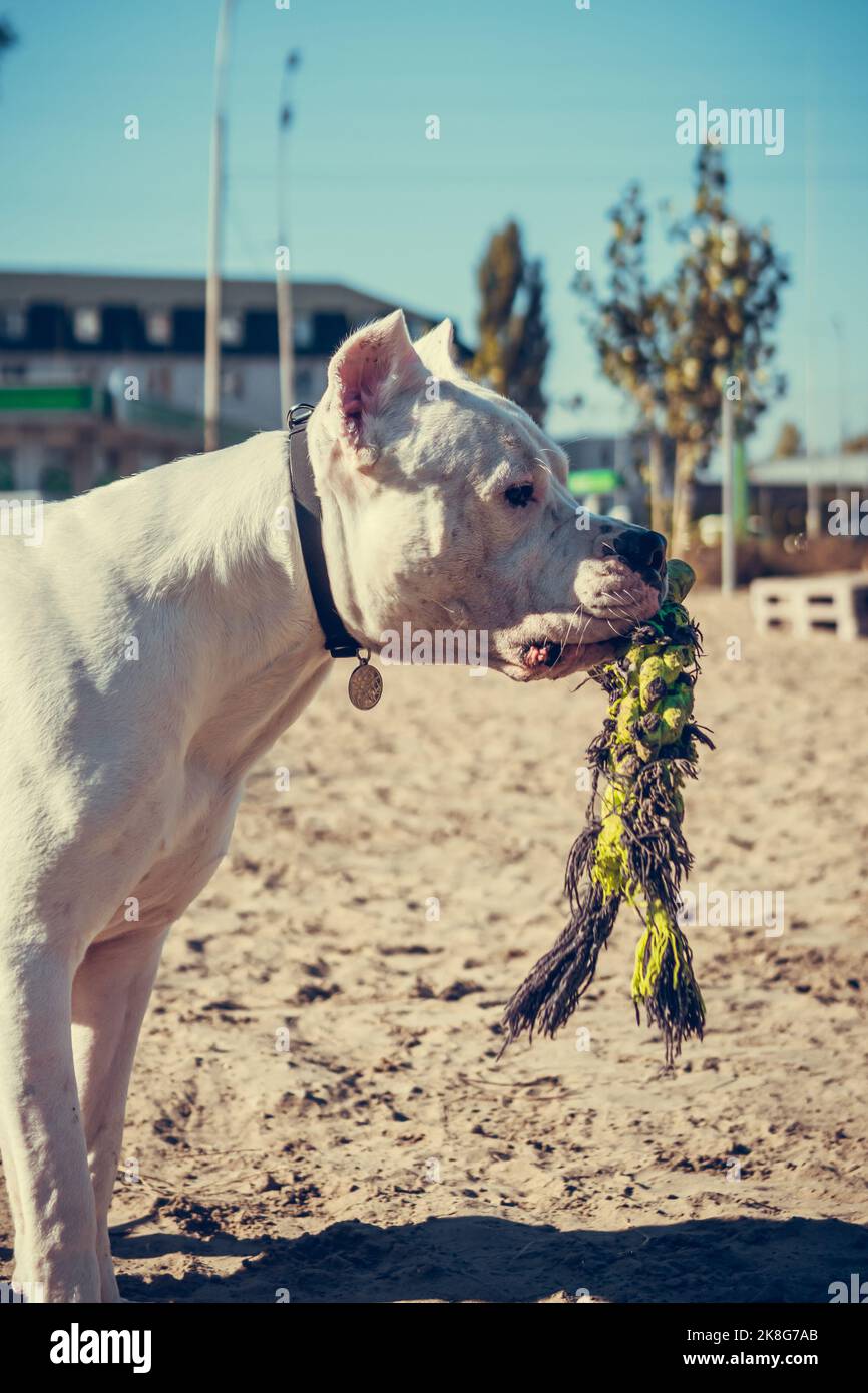 Wunderschöner weißer Staff Terrier, der auf dem Hundetrainingsgelände spielt. Gefährliche Hunderasse. Gesundes und aktives Haustier Stockfoto