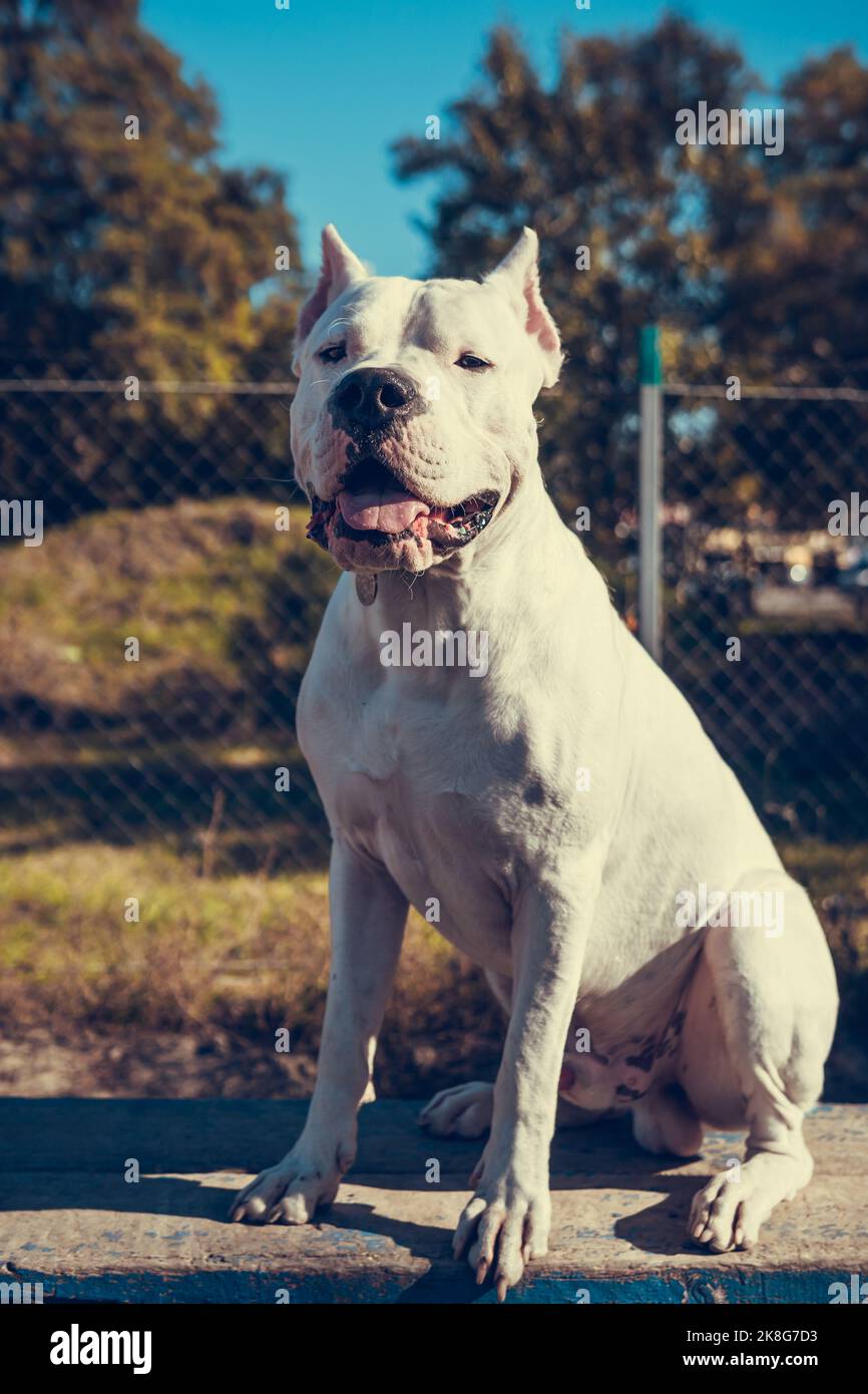 Wunderschöner weißer Staff Terrier, der auf dem Hundetrainingsgelände spielt. Gefährliche Hunderasse. Gesundes und aktives Haustier Stockfoto