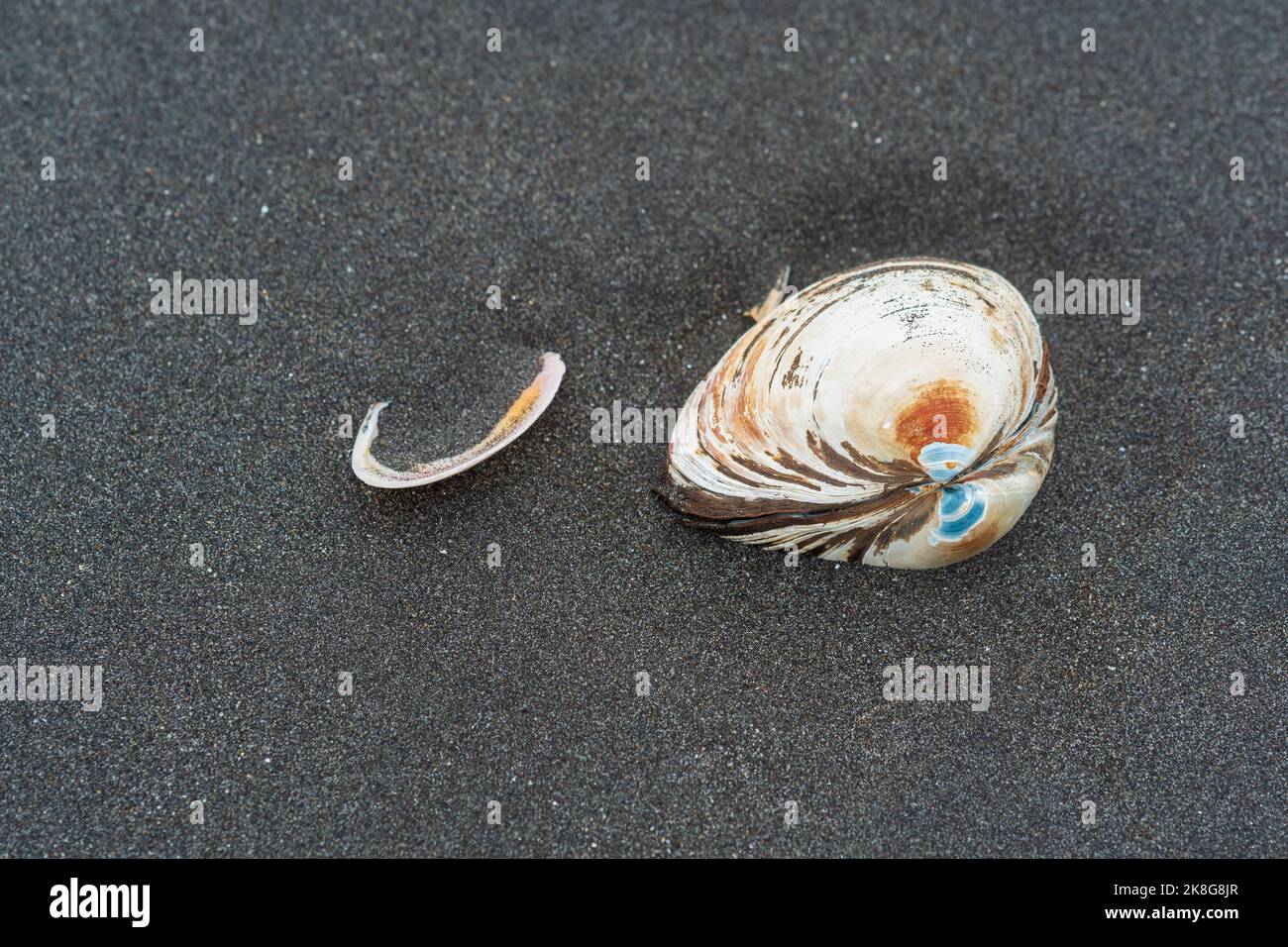 Surfen Sie Muschelschalen in schwarzem Vulkansand an der Küste Stockfoto