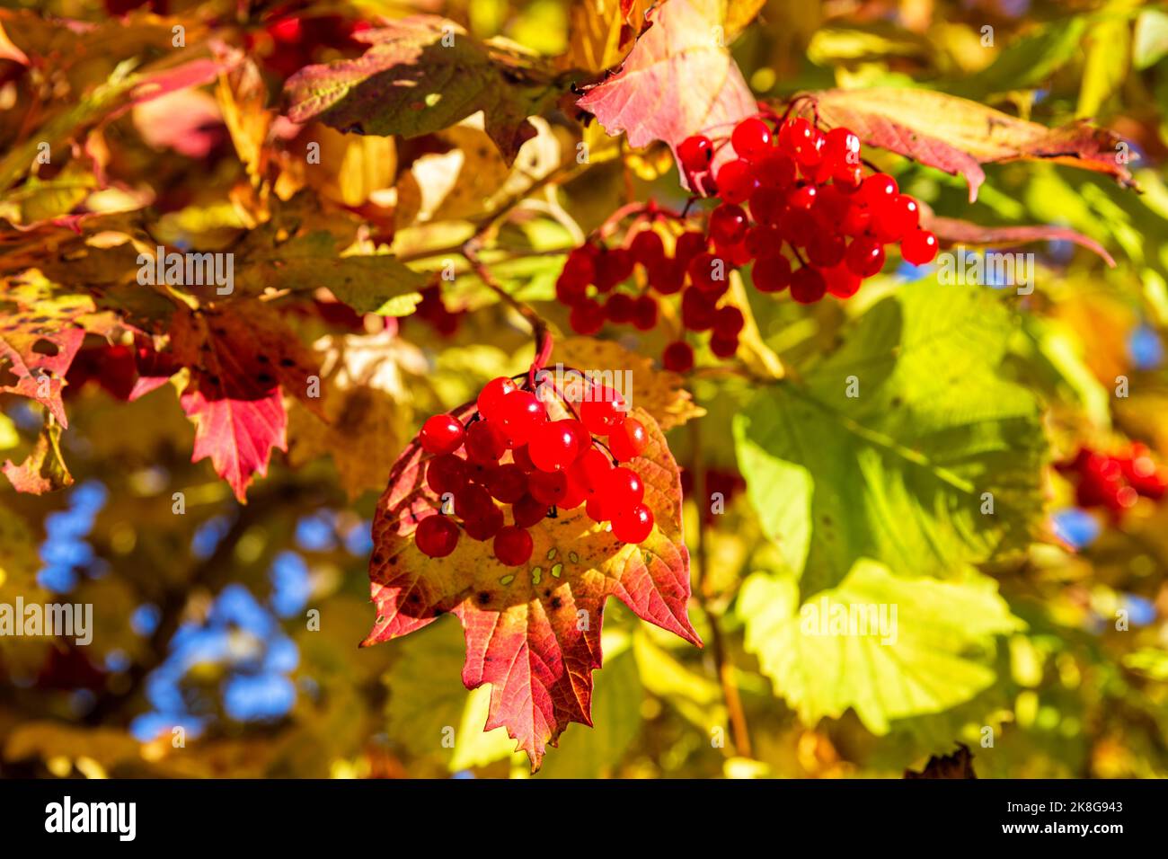 Reife Beeren von rotem Viburnum (Viburnum opulus) mit hellen Herbstblättern Stockfoto