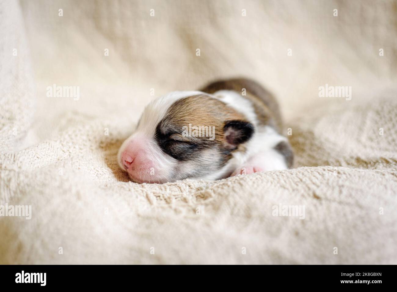 Der kleine Pembroke Welsh Corgi Welpe schläft auf einer weichen beigen Decke Stockfoto