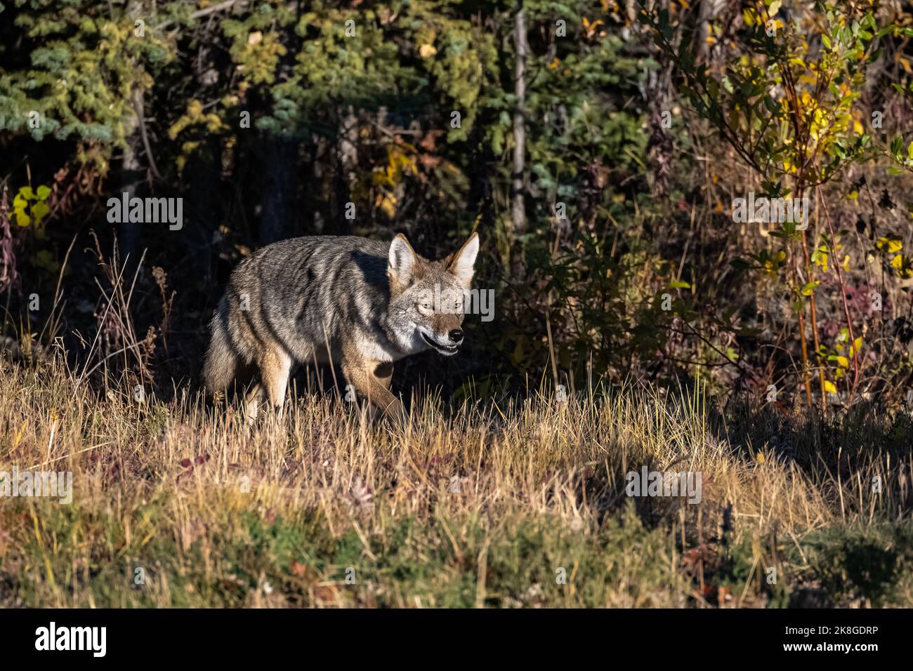 Ein Kojote zu Fuß in der Tundra in Yukon, schönes wildes Tier Stockfoto