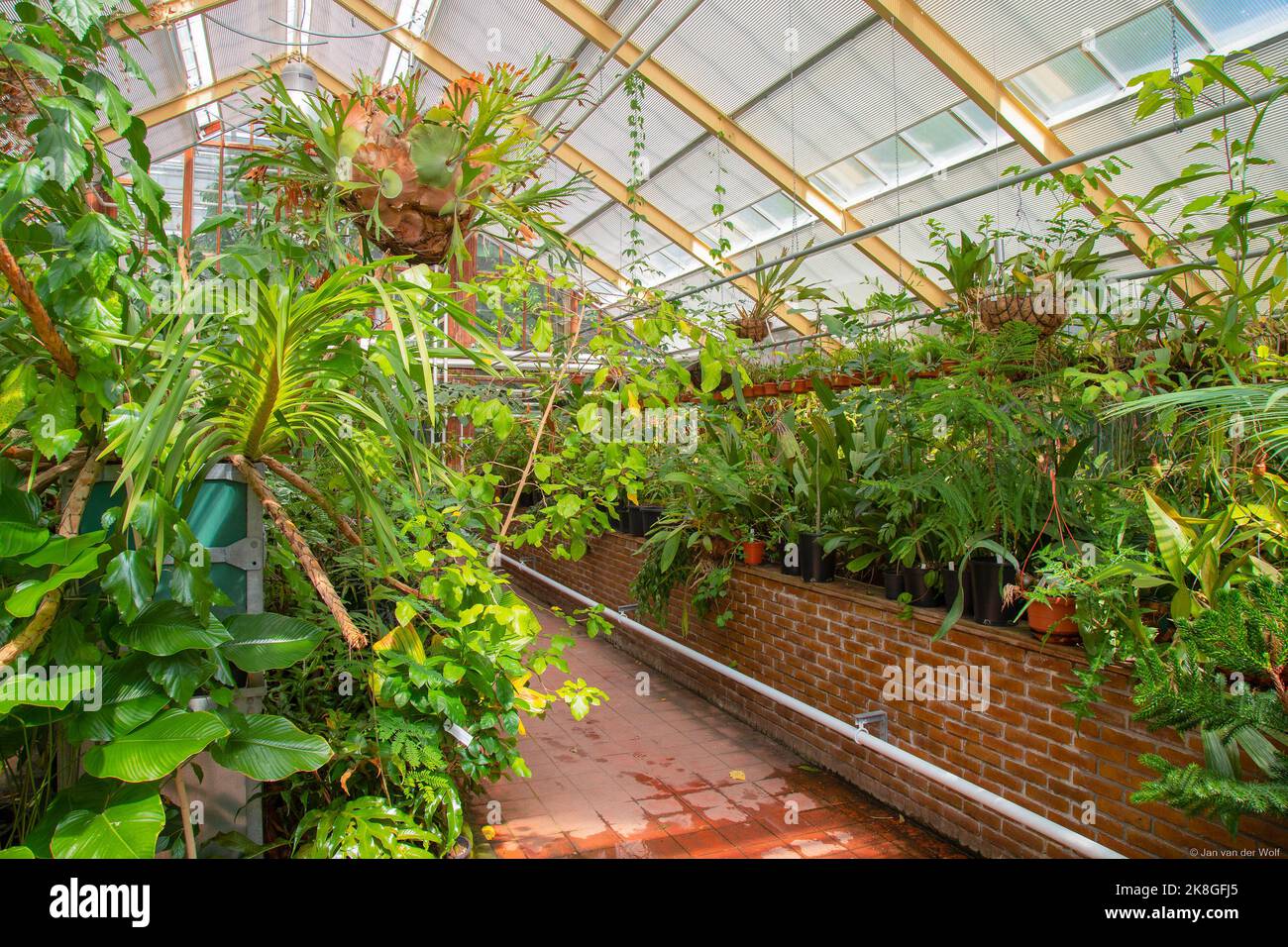 Verschiedene tropische Pflanzenarten in den Gewächshäusern des Hortus Botanicus der Universität Leiden. Stockfoto