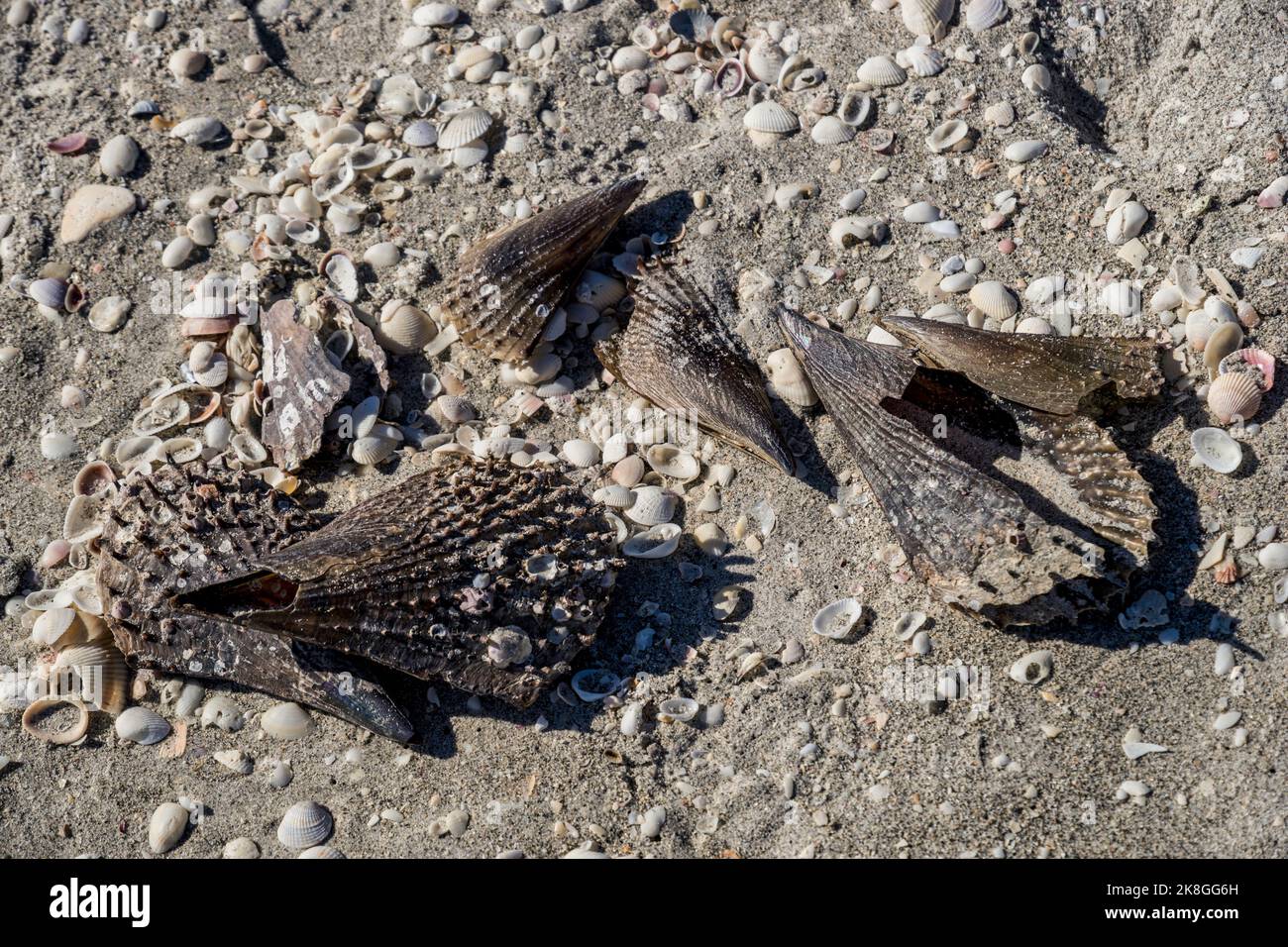 Eine Bucht aus dem Golf von Mexiko am Bowman’s Beach vor dem US-Bundesstaat Florida, dem US-Bundesstaat Sanibel Island. Stockfoto