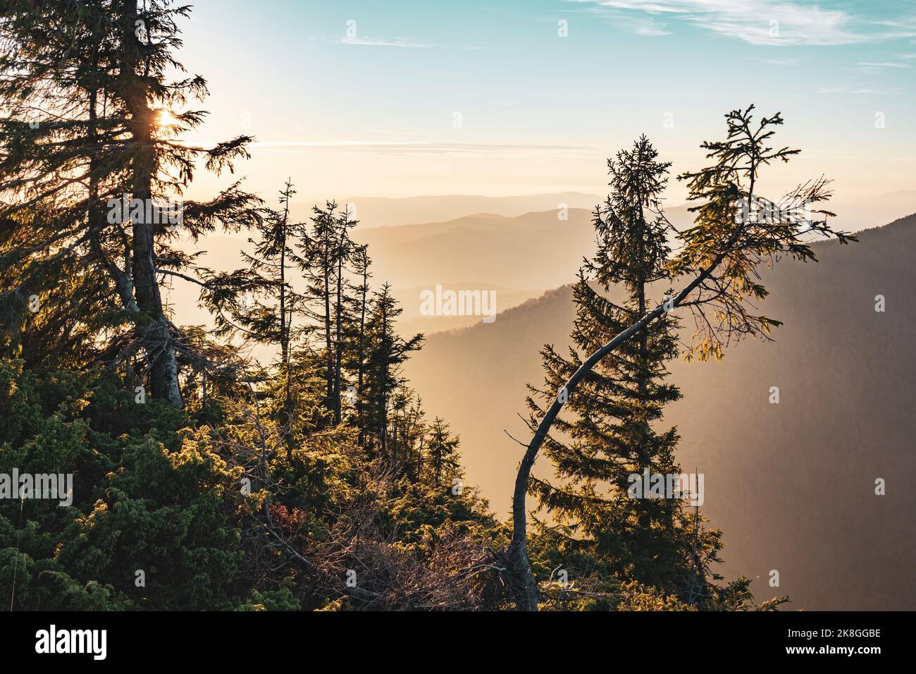 Landschaft mit Sonnenuntergang in den Bergen. Tannenbäume auf der Bergspitze, die von der Sonnenuntergangssonne beleuchtet werden. Stockfoto