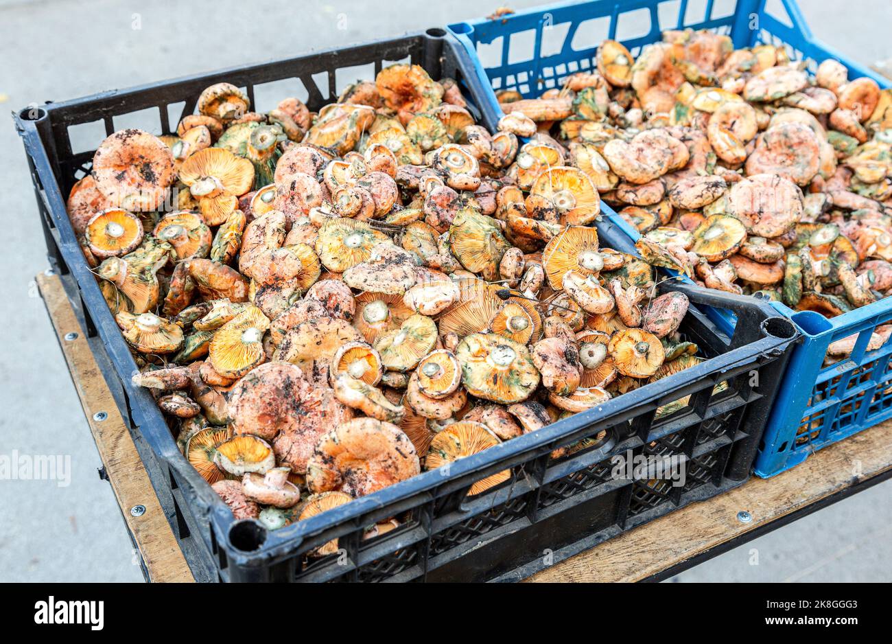 Safranmilchkappe, auch bekannt als rote Kiefernpilze (Lactarius deliciosus) in Plastikschachteln Stockfoto