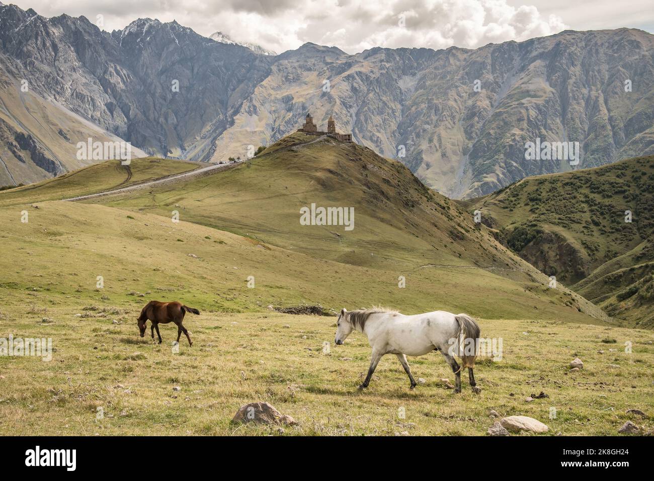 Zwei Pferde grasen auf einer Wiese mit der Gergeti Trinity Kirche im Hintergrund in Kazbegi, Georgien. Stockfoto