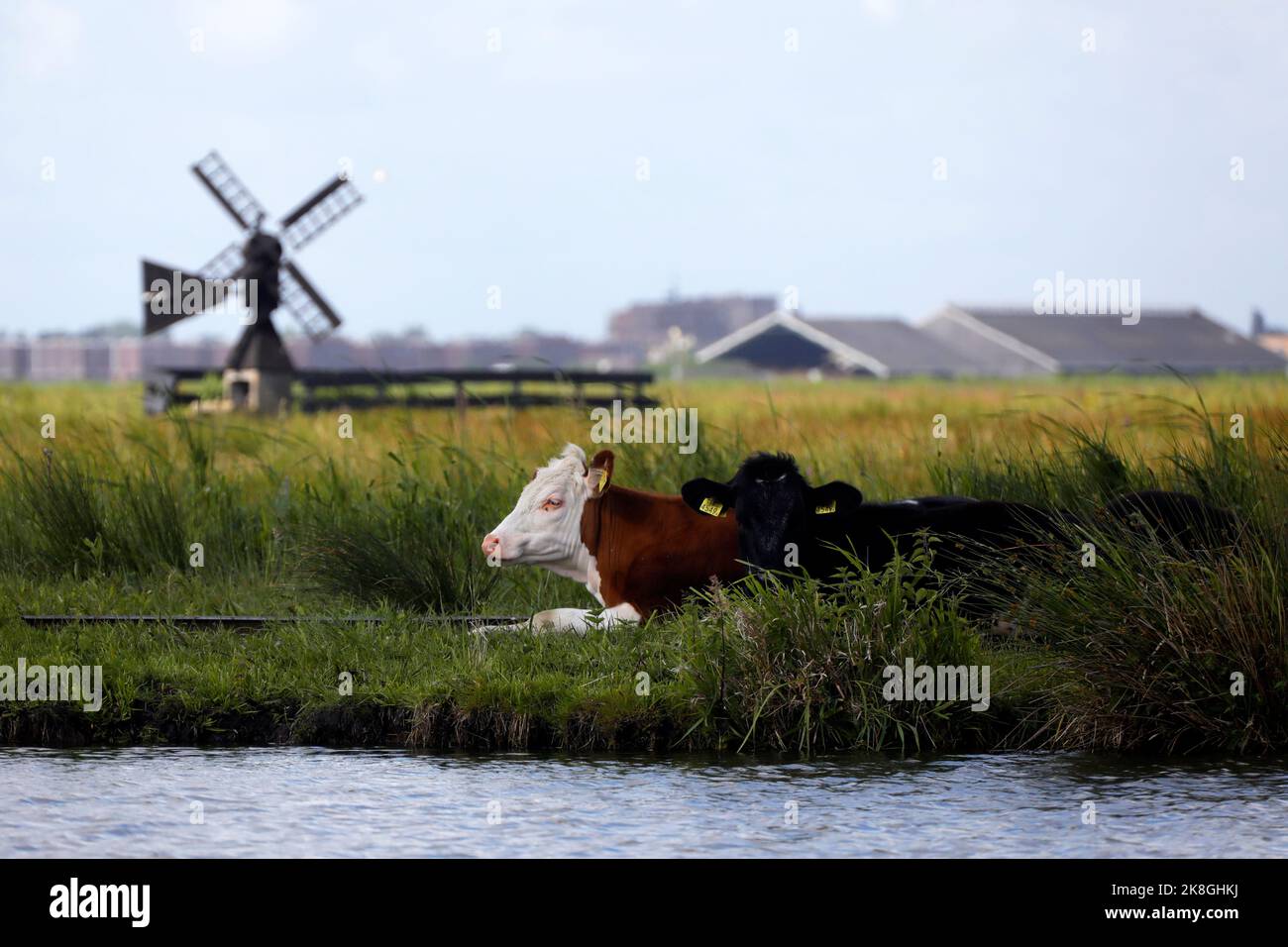 Rinder auf einem Ackerland, Niederlande Stockfoto