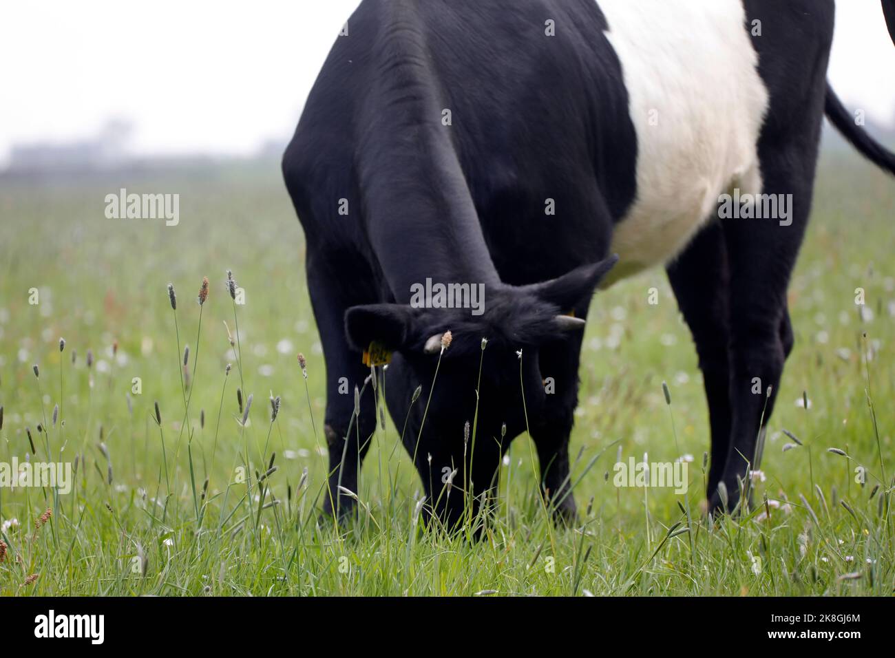 Lakenvelder Rinder auf einem Ackerland, Niederlande Stockfoto