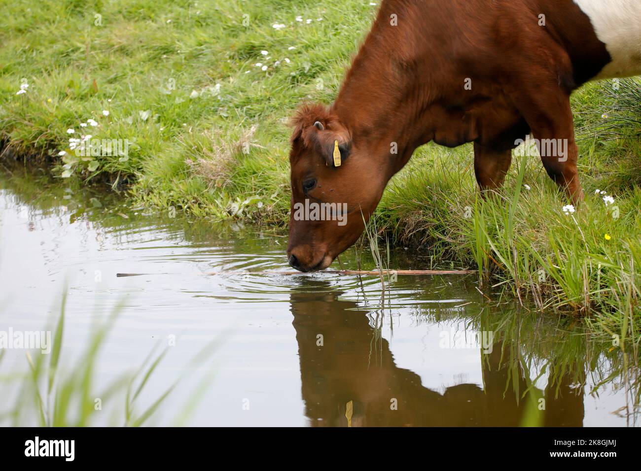 Lakenvelder Rinder auf einem Ackerland, Niederlande Stockfoto