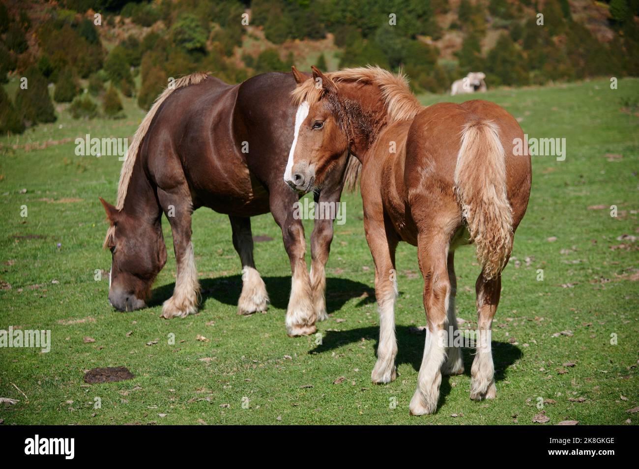 Pferdeherde, die auf einem mit trockenem Gras bewachsenen Hügel im Valle De Pineta in den Pyrenäen in Spanien weiden Stockfoto