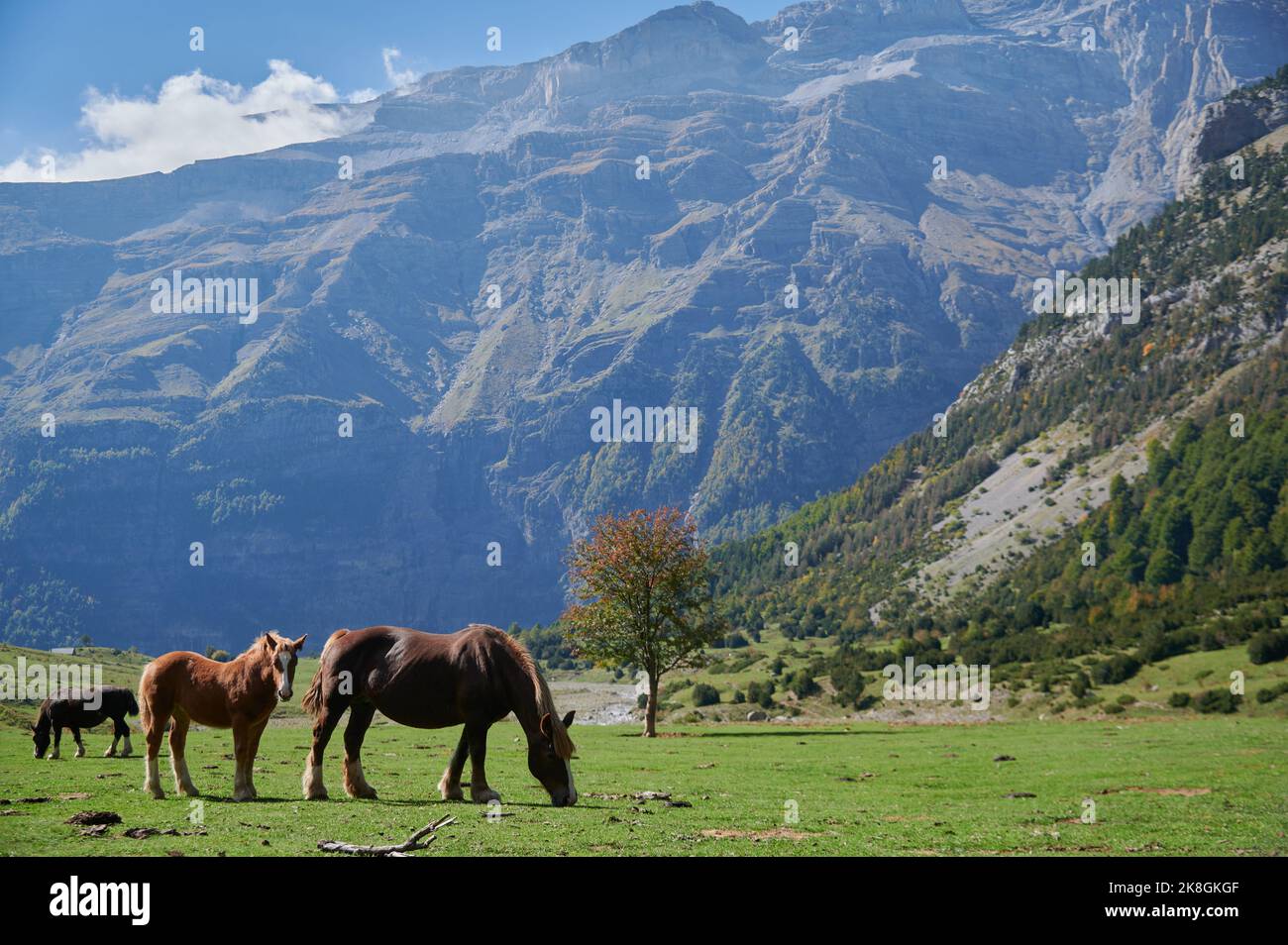 Pferdeherde, die auf einem mit trockenem Gras bewachsenen Hügel im Valle De Pineta in den Pyrenäen in Spanien weiden Stockfoto
