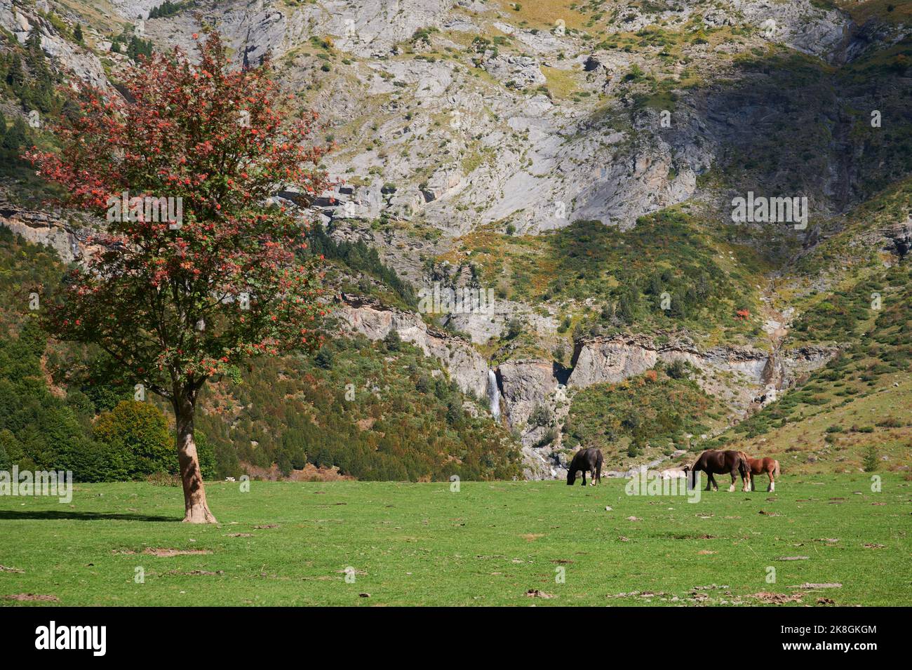 Pferdeherde, die auf einem mit trockenem Gras bewachsenen Hügel im Valle De Pineta in den Pyrenäen in Spanien weiden Stockfoto
