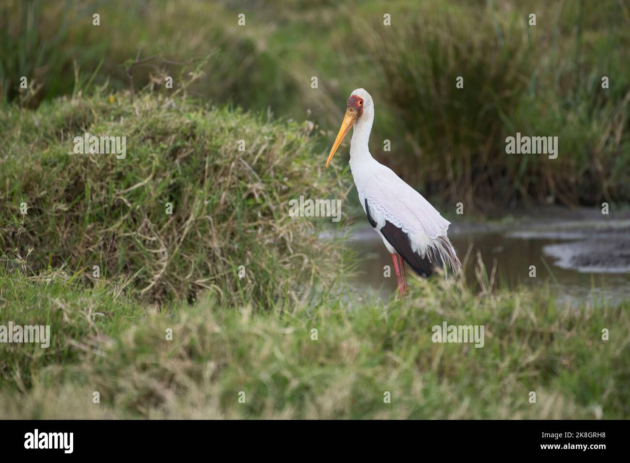 Gelb-billed Storch (Mycteria Ibis) Stockfoto