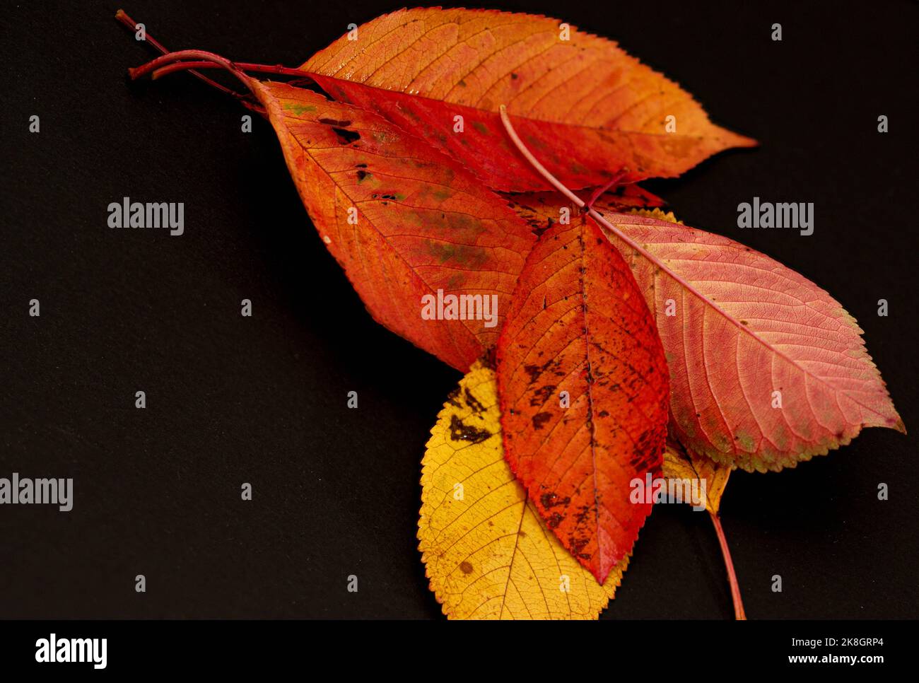 Herbstblätter werden in Farbe angezeigt Stockfoto
