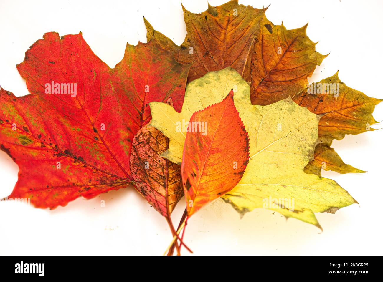 Herbstblätter werden in Farbe angezeigt Stockfoto