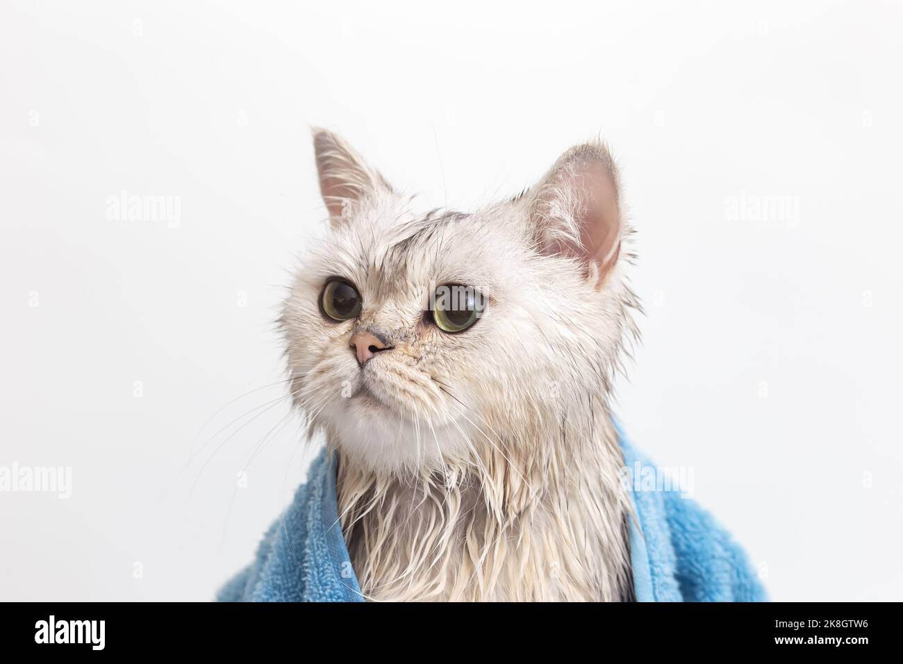 Nasse weiße Katze, nach dem Baden, in ein blaues Handtuch gewickelt Stockfoto