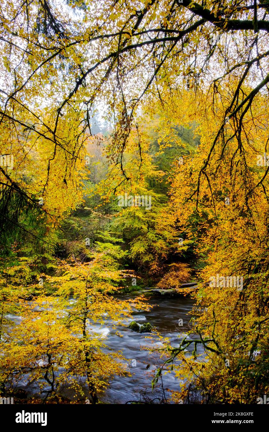 Herbstfarben in einer Schlucht in Schottland Stockfoto